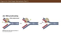 Dna replication dna discovery of the dna double helix a. Dna Part 1