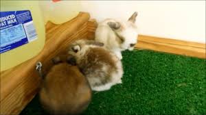 Baby rabbits should not be wet, so a dry bath is the best option to bathe them. Should You Give Your Rabbit A Bath No Youtube