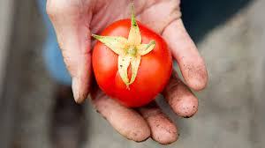 Fantasio tomato hybrid, red, globe, (8 ounces) resistance: The Best Tomato Varieties Pass The Pistil