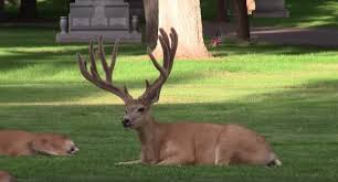 20 Weeks Of Mule Deer Antler Growth Is Amazing