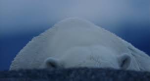 This Is A Polar Bear Polar Bear Polar Bears International Polar Animals