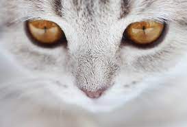 Updated The Best Cat Litter For Indoor Cats In 2020 Best For Cats