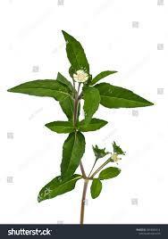 Image result for Eclipta