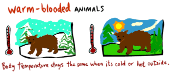 Kid S Corner Warm Blooded And Cold Blooded Animal Classification Animal Lessons Animal Activities