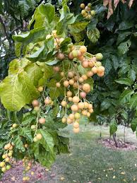 Image result for Clausena lansium