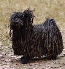 The hungarian puli is medium size, nimble, hardly and extremely intelligent. Puli Dog Breed Information And Pictures