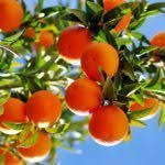 Neem cake fertilizer spikes for fruit trees. Are Fruit Tree Fertilizer Spikes Effective When Should You Fertilize Fruit Trees With Spikes