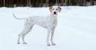 Buckeye Dalmatians - Puppy, Dalmatian, Puppy, Pets