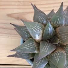 植物の葉が赤くなるわけ 盆栽 多肉植物 塊根植物 観葉植物通販 Kidori キドリ