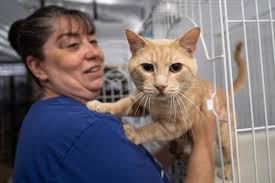 Cat sanctuary purring along as influx of animals stretches resources; group  looks to find homes for abandoned cats