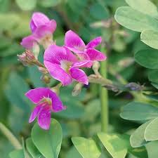 Image result for Tephrosia interrupta