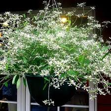 Plants & gifts available · same day delivery · international delivery 23 Outstanding Plants For Hanging Baskets Container Water Gardens