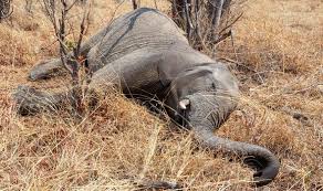 Tiger, do not eat up these poor animals. the elephant has a no choice but to give the tiger a hefty kick. Animal News Elephant Crisis As One Is Killed Every 25 Minutes Nature News Express Co Uk