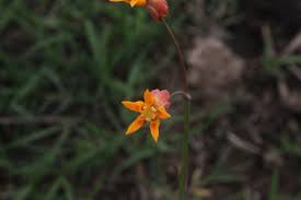 Image result for Stathmostelma pauciflorum