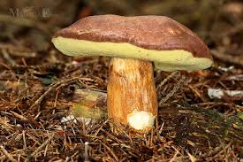Image result for Boletus badius
