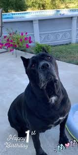 Cane corsos generally live between 9 and 12 years. Pymatuning Valley Cane Corso Home Facebook