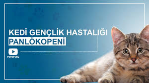 Kedi Genclik Hastaligi Panlokopeni Video Makale Umraniye Veteriner
