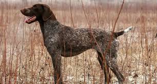 German Shorthaired Pointers Everything You Need To Know