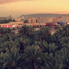 نخل المدينة وعلى بعد تظهر مآذن مسجد رسول الله وجبل أحد