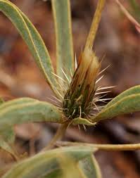 Image result for Dicoma