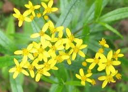 Image result for Senecio latifolius