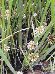 Image result for Schoenoplectiella articulata