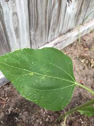 You can also just have brown leaf lips if you are not properly watering. Sunflower Sunflower Leaf Yellow Brown Spots Puckered Need Help