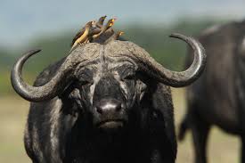 Spread less than 40″ is $ 9 500. African Buffalo Syncerus Caffer