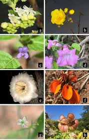 Image result for Mesosphaerum