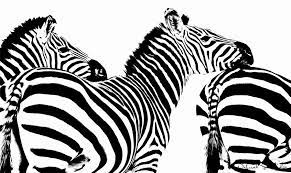 How To Create High Contrast B W Imagery In Photoshop High Contrast Black N White Images White Image