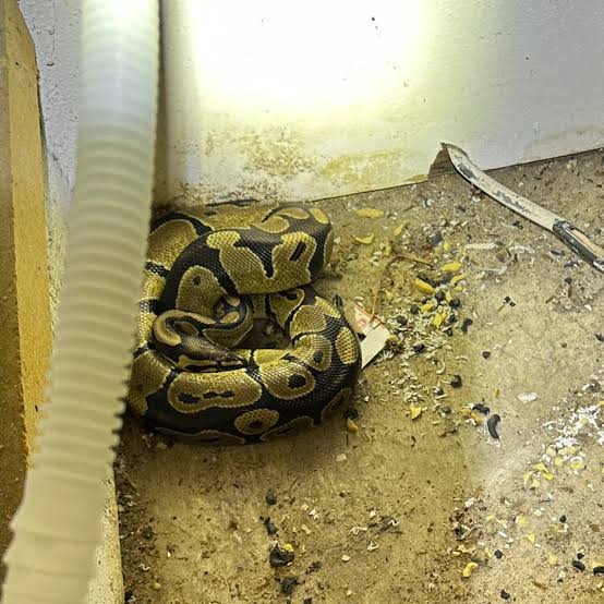 Family spooked after discovering snake in kitchen during late-night  encounter