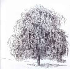 The drawing the weeping willow! Weeping Willow Tree Pen Create Beautiful Pictures Joshua Nava Arts