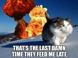 Why I Never Let My Cats Have Brake Fluid And Kerosene Funny Animals Cat And Dog Memes Crazy Cats