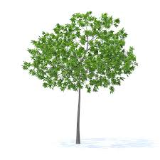 Cherry Tree 3d Model 3 3m Cherry Tree 3d Model Tree