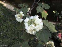 Image result for Dombeya shupangae