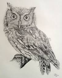 Eastern Screech Owl Megascops Asio Daniel D Brown 2012 Pencil Owls Drawing Owl Painting Animal Drawings Choose from over a million free vectors, clipart graphics, vector art images, design templates, and illustrations created by artists worldwide! eastern screech owl megascops asio