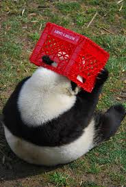 Panda In A Box Cute Animal Pictures Cute Animals Panda Bear