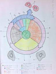 The cell cycle coloring worksheet label the diagram below with the following labels: Cell Cycle Coloring Worksheet 3 1 Cell Cycle Color Worksheets Mitosis