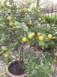 Baiklah, tak nak buang masa yg sedia terbuang ni. Haji Nursery Limau Kasturi Rm 50 00 Tanam Dalam Pasu Facebook