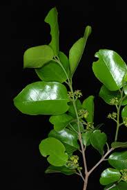 Image result for Lasiodiscus mannii