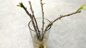 Softwood will be pliable and often has a greenish cast. Grow Hibiscus From Cutting Grow Plants In Water Youtube