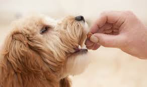 Major 5 Advisable Best Diabetic Dog Foods Recipes