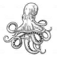 Are you looking for the best octopus line drawing for your personal blogs, projects or designs, then clipartmag is the place just for you. Octopus Vector Black Engraving Vintage Illustrations Isolated On Octopus Illustration Octopus Drawing Octopus Sketch