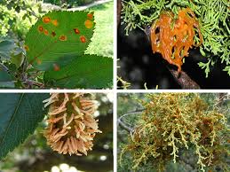 Typically planted in late fall, the cedar of lebanon tree grows slowly, only adding about 10 to 15 inches a year in height. Cedar Apple Rust And Related Rust Diseases Umn Extension