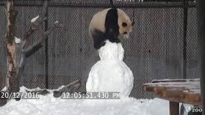 Regardless of the weather, at this time of the year one can enjoy a visit to see all the new baby animals including the baby gorilla. Toronto Zoo Giant Panda Vs Snowman Youtube