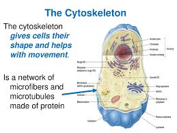 From narrowest to widest, they are the microfilaments (actin filaments), intermediate. 7 2 Cell Structure Plant Cell Animal Cell Ppt Download