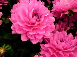 Browse 1,643,165 beautiful flowers stock photos and images available, or search for beautiful flowers garden to find more great stock photos and pictures. Top 10 Most Beautiful Flowers In The World Beautiful Flowers Beautiful Flowers Photos Beautiful Flowers Images