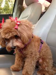 Check spelling or type a new query. Cuddly Maltipoo Puppies Michigan