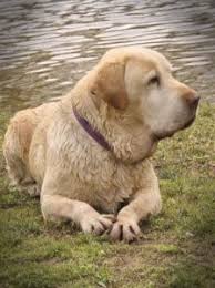 Shepradors dogs for adoption in conroe, tx, usa physical attributes coat length: 6 Best Labrador Retriever Rescues 2021 We Love Doodles