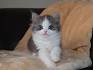 RagaMuffin Kittens For Sale! | Adorable | You Must Take a ...